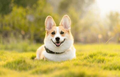 Corgi Training