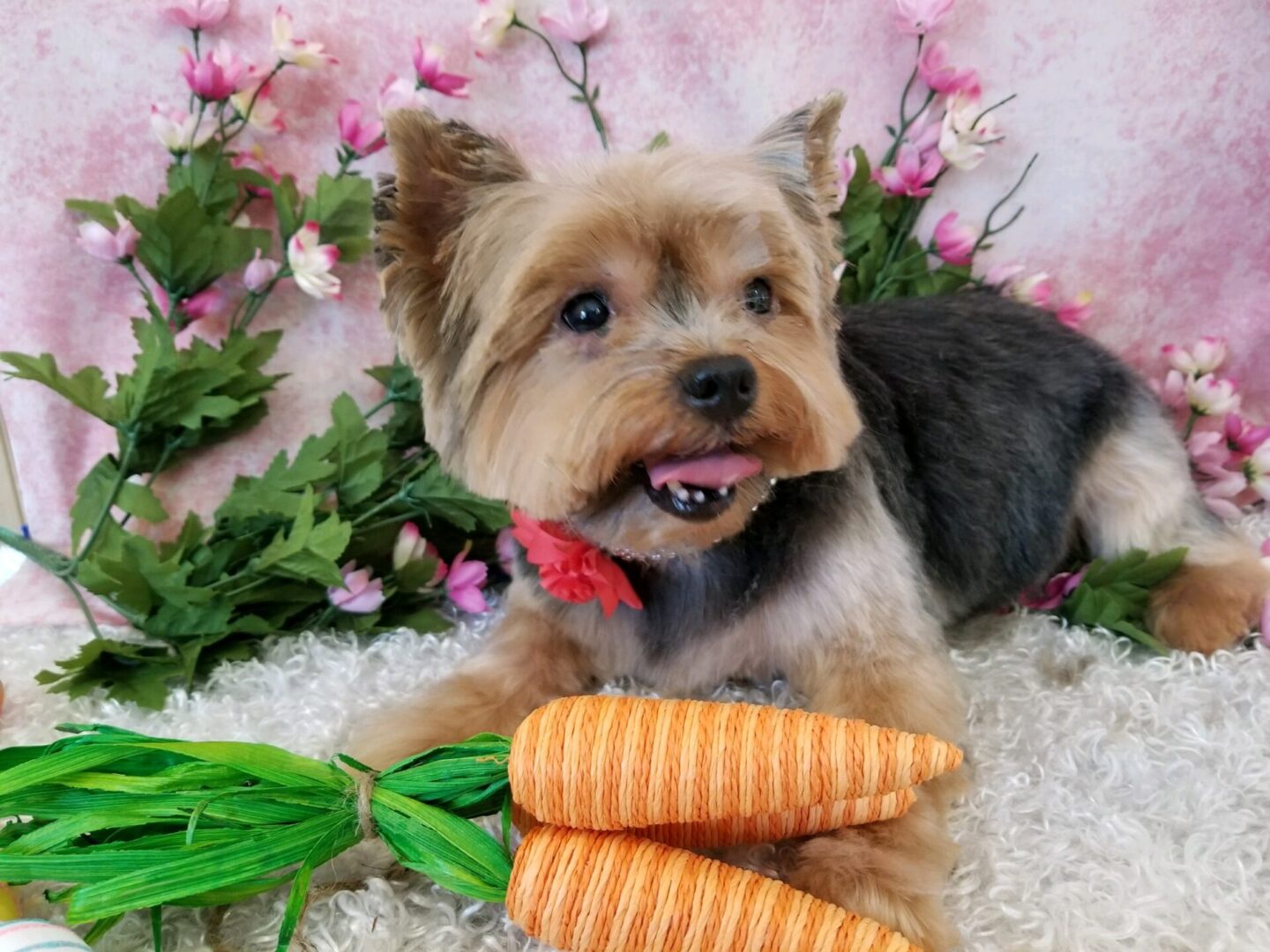 A small dog with two carrot toys