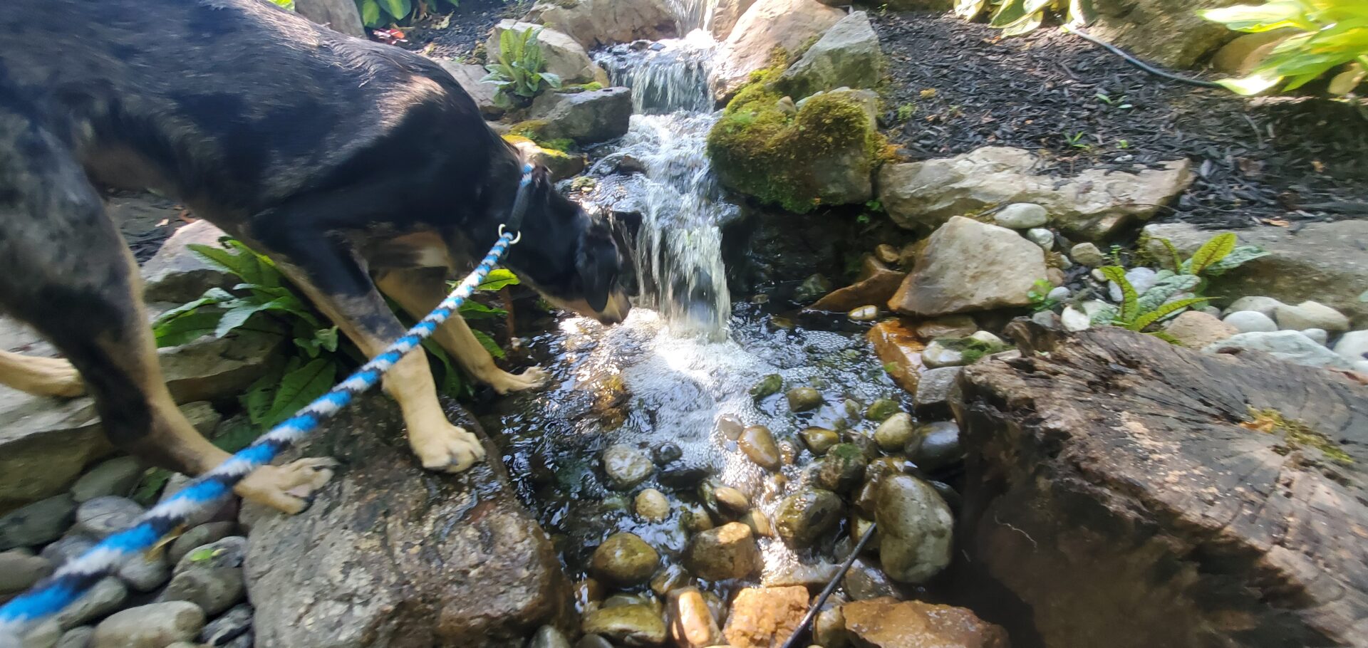 A dog looking at a small waterfall