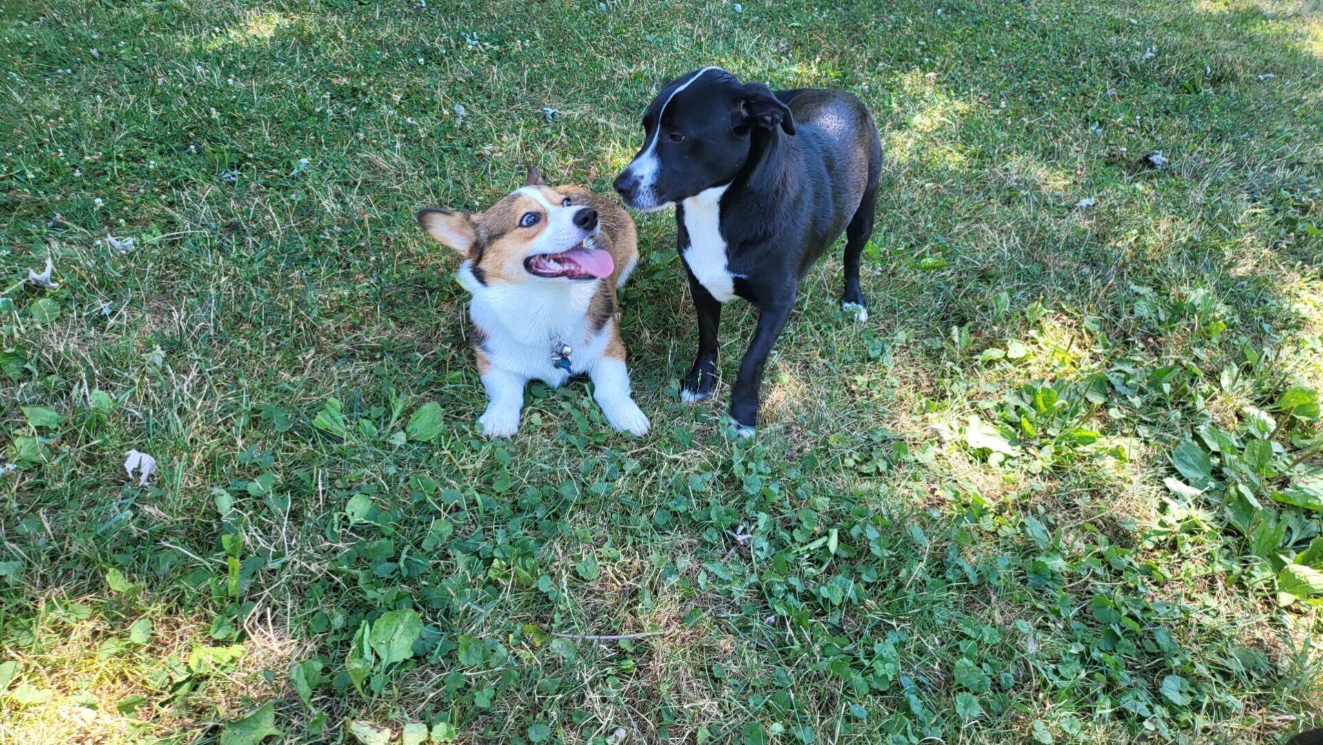 Two dogs socializing