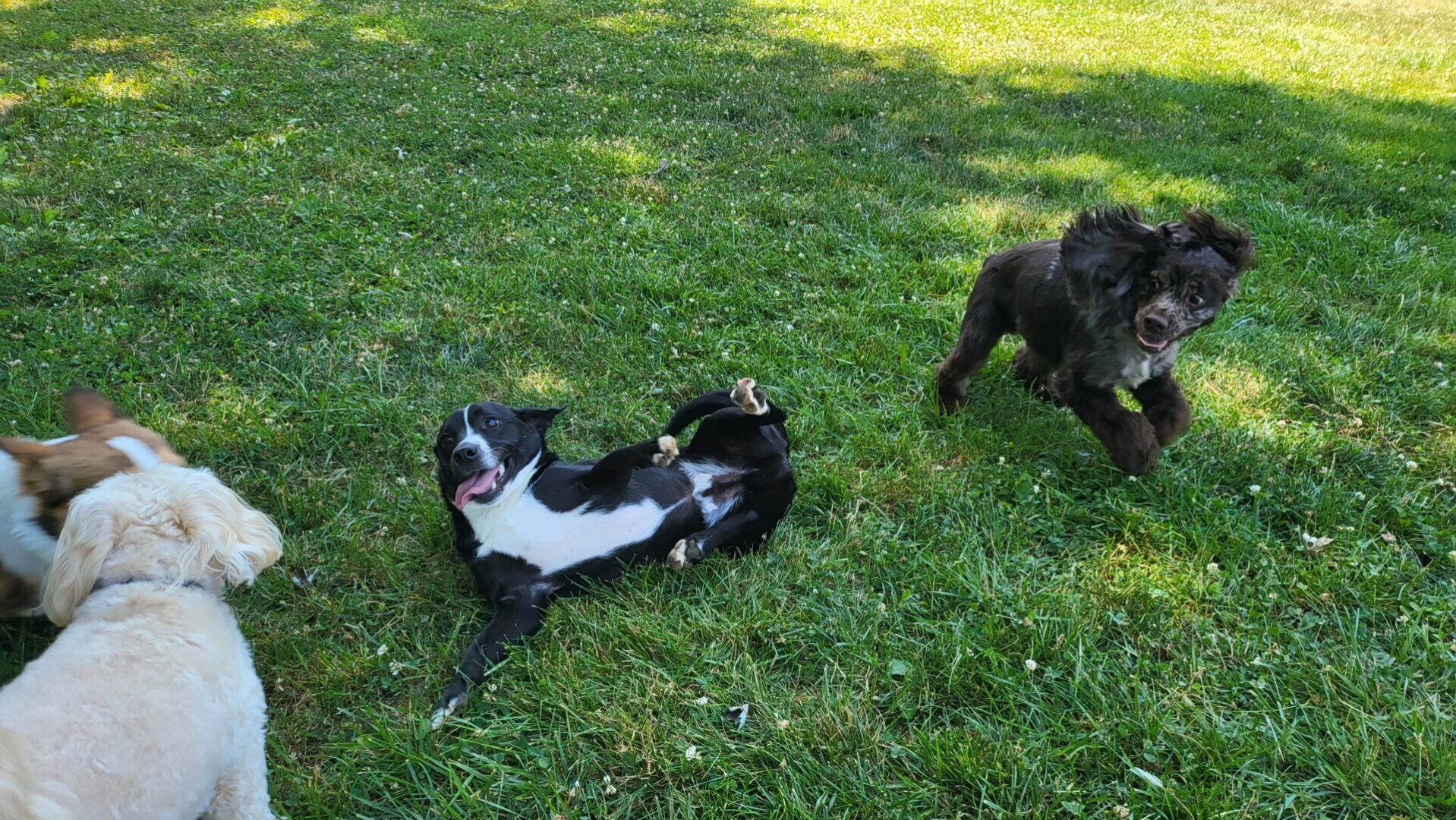 Dogs playing together