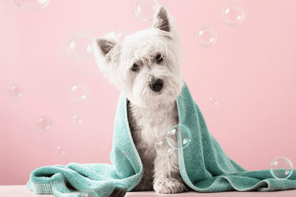 Spa 2024 dog grooming