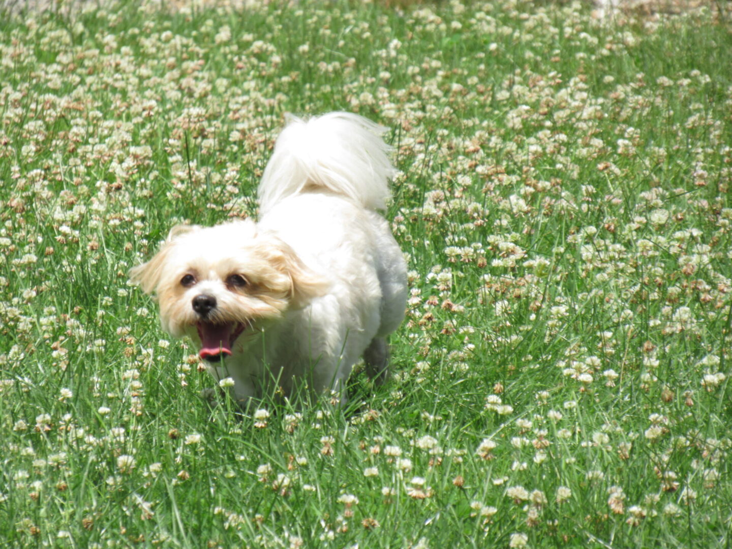 A small white dog running across a flower field