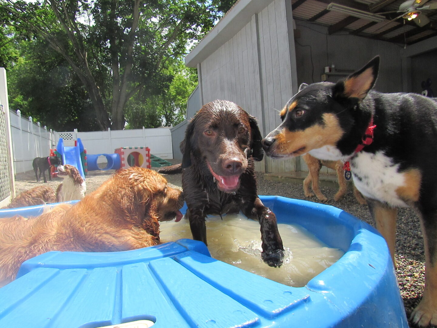 Dogs swimming in an inflatable pool