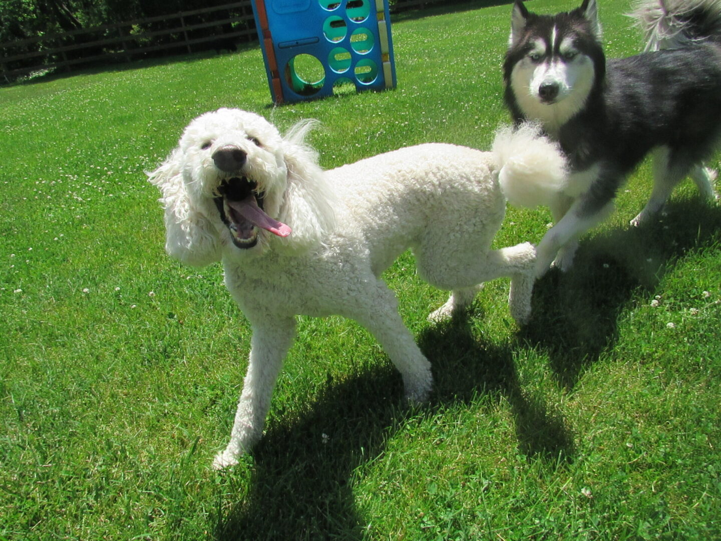 A white dog being chased by a husky