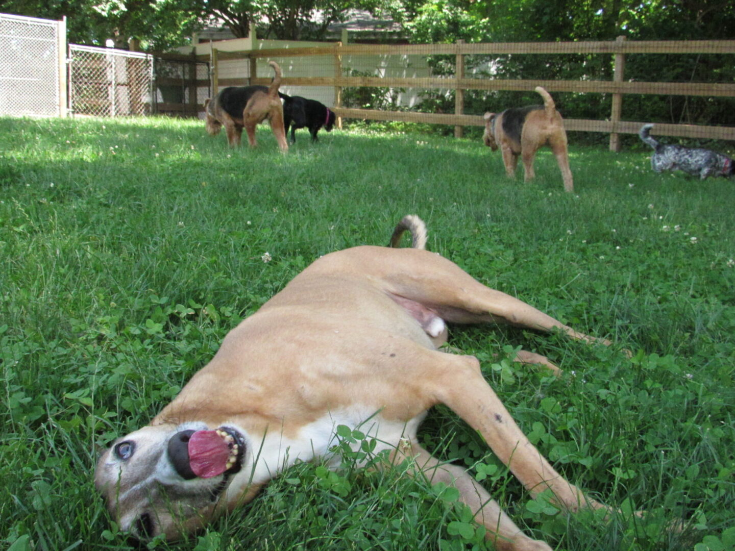 A dog laying on grass while licking its tongue