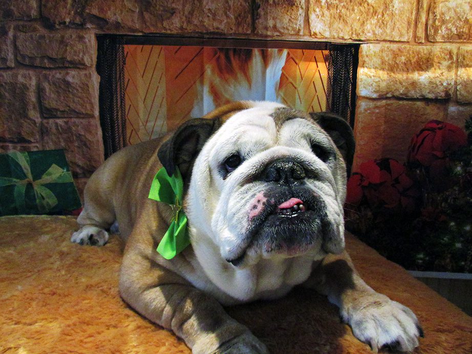 An English bulldog with a green ribbon