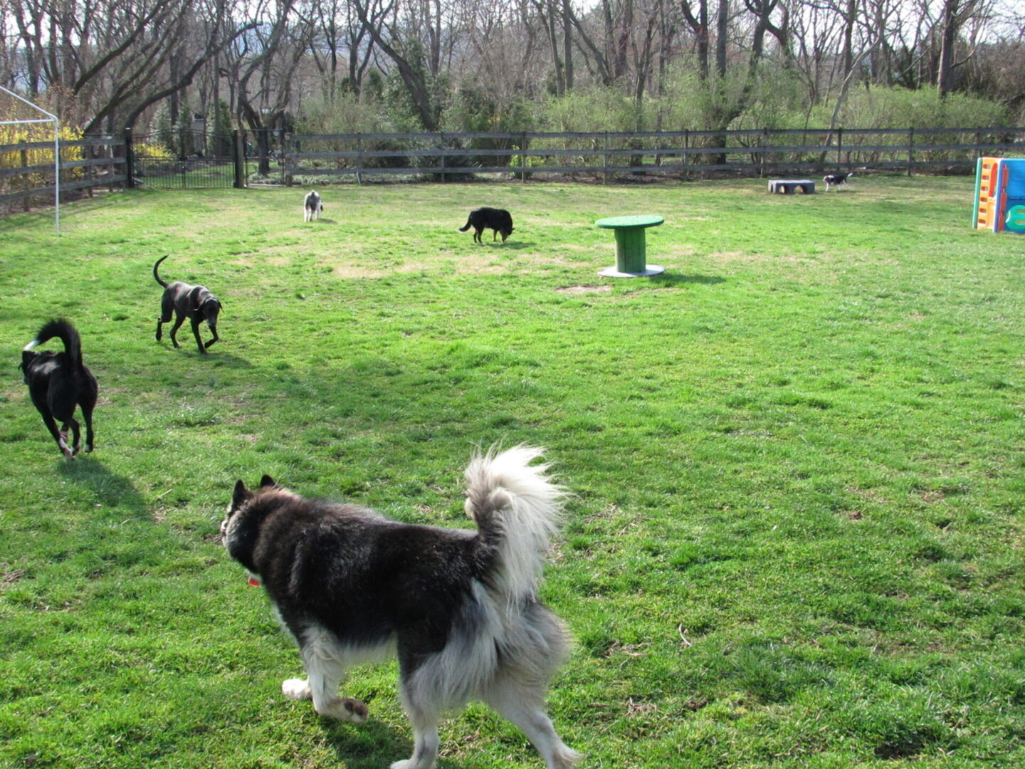 Dogs playing in Janry Pet Resort