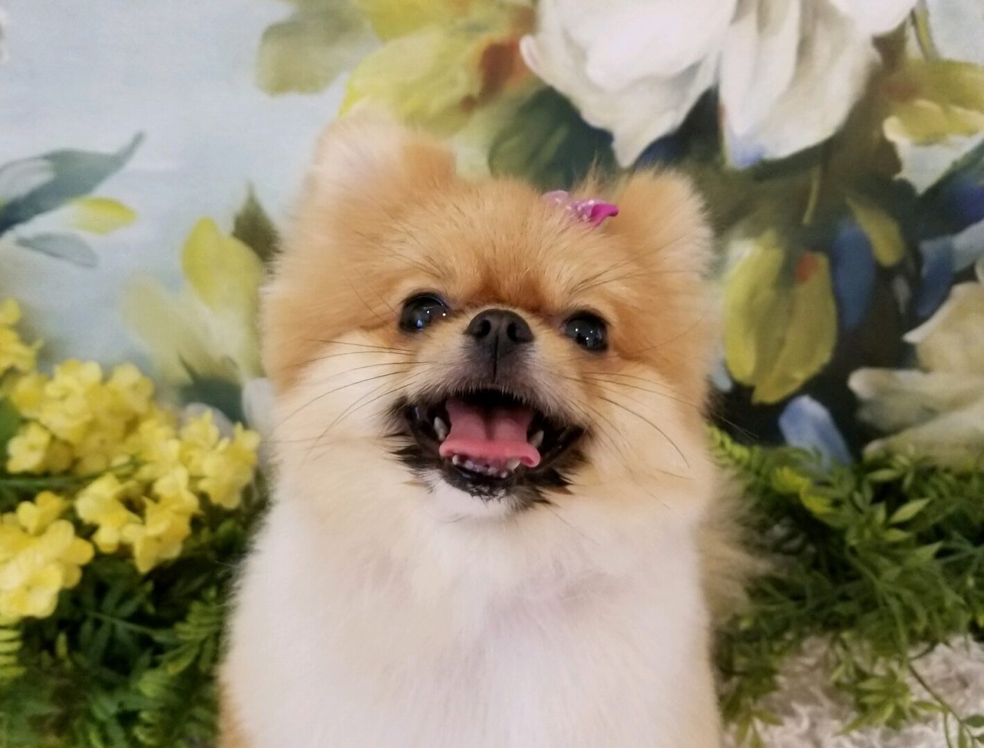 A Pomeranian with a pink bow
