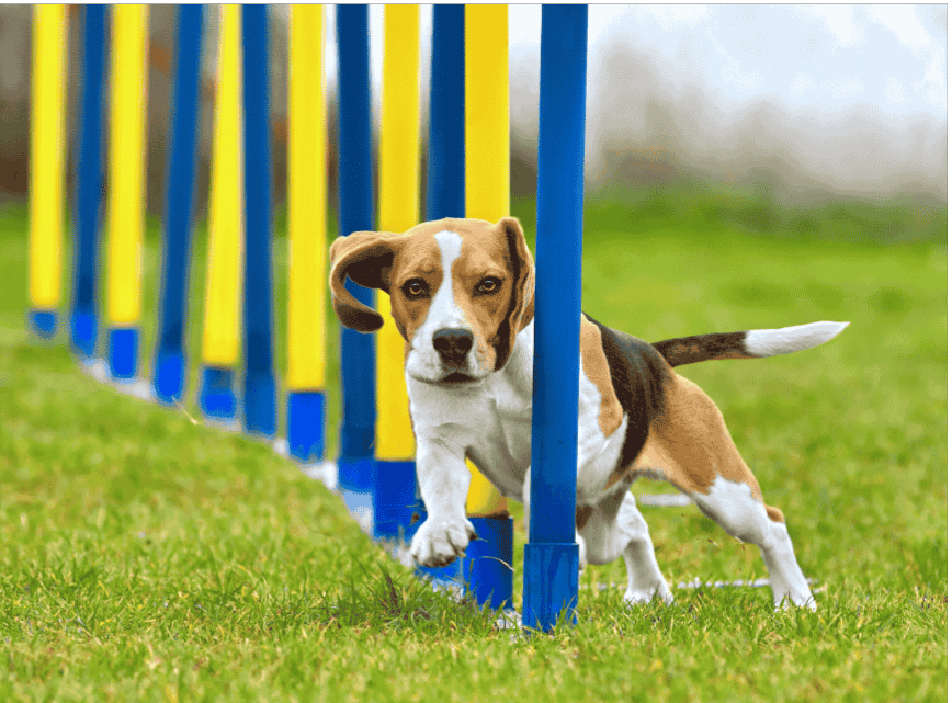 Puppy Training 1