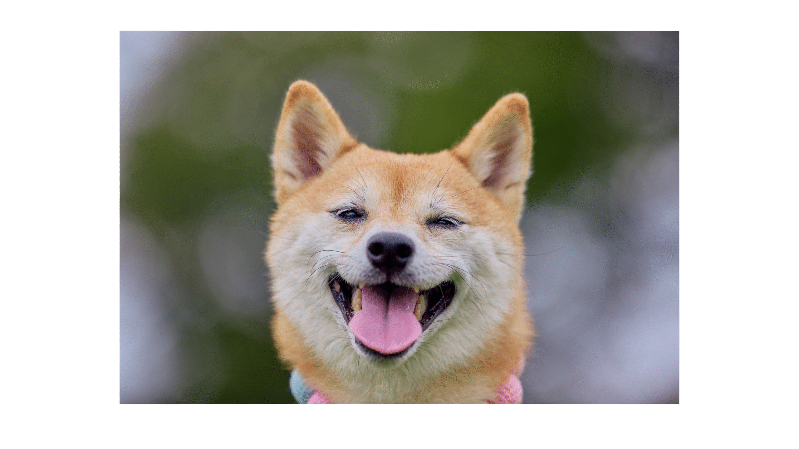 A tired pup is a happy pup