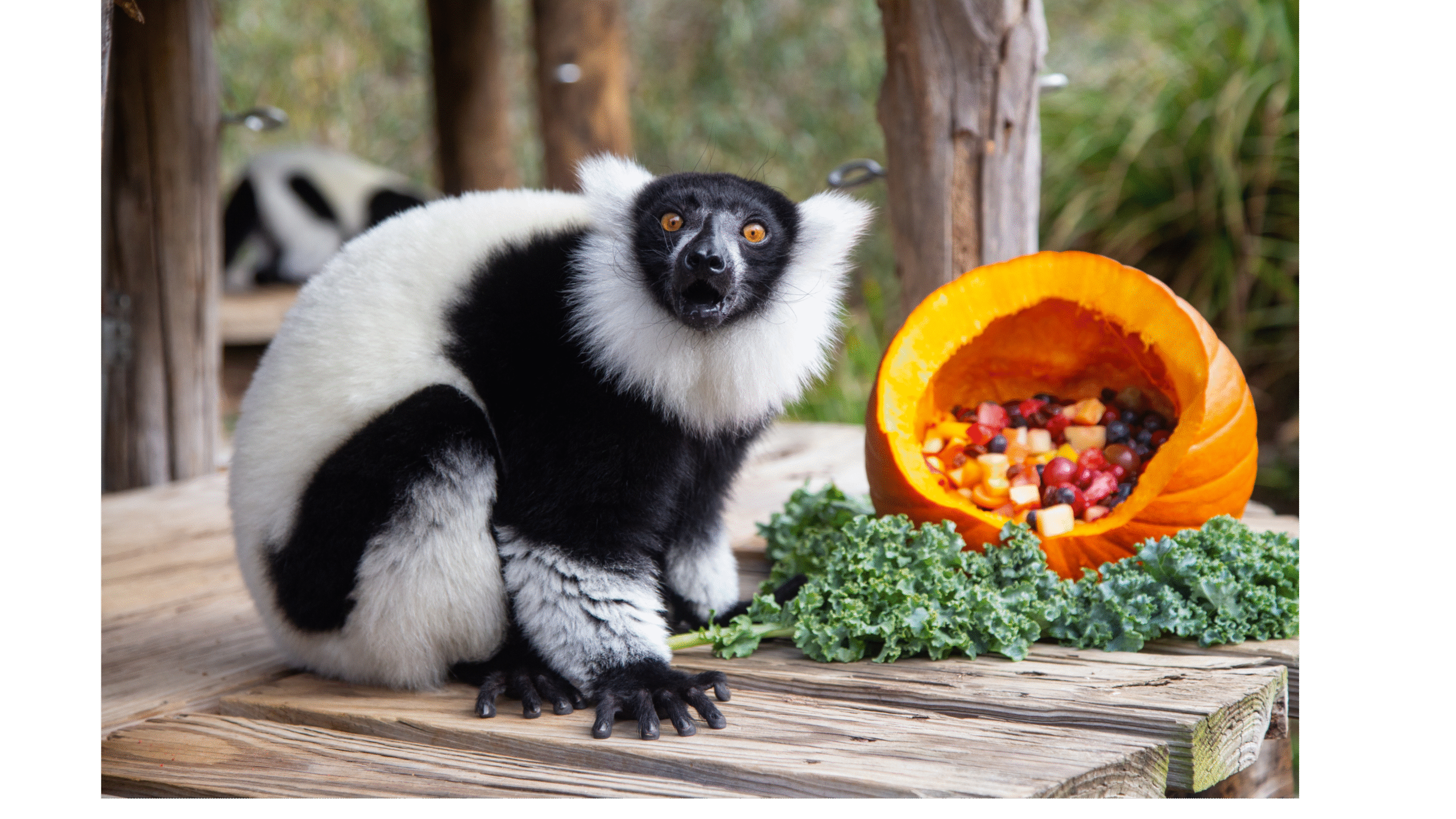 Zoo Enrichment