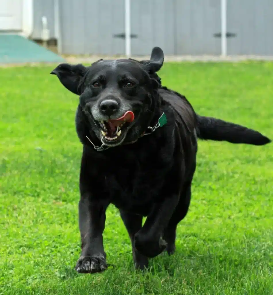 Black Labrador running on green lawn